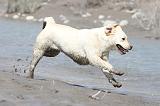 LABRADOR 516